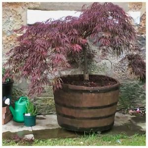 half barrel planter glasgow lanarkshire