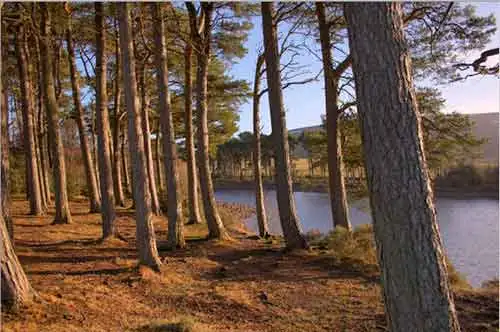 trees for harvesting into logs